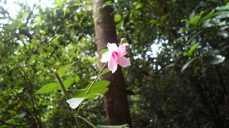 地桃花的功效与作用（黄花地桃花的功效与作用）