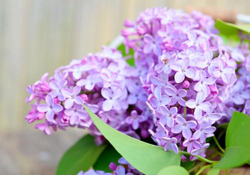 丁香花的功效与作用 丁香花的功效与作用和图片