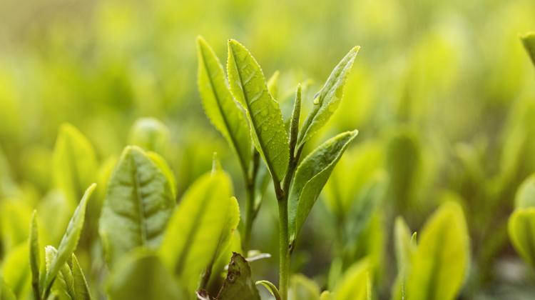 大叶茶的功效与作用 洪洞大叶茶的功效与作用