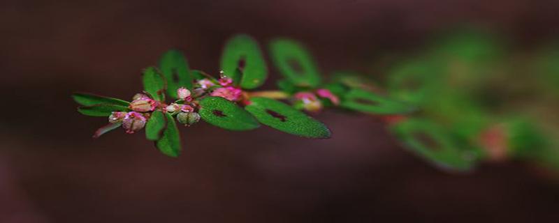 斑地锦的功效与作用（斑地锦功能主治）