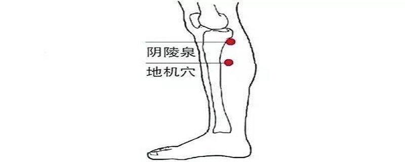 地机是在身体哪个位置 地机的位置图和作用