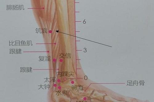 筑宾准确位置图和作用（筑宾准确位置图和作用的准确位置图片）