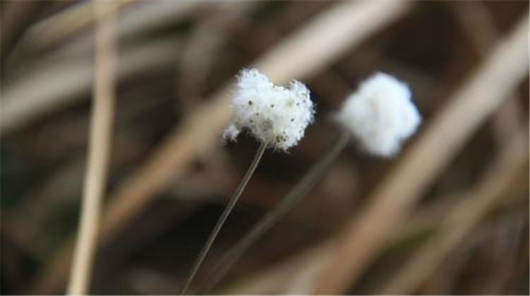 野棉花的功效与作用 中药野棉花的功效与作用