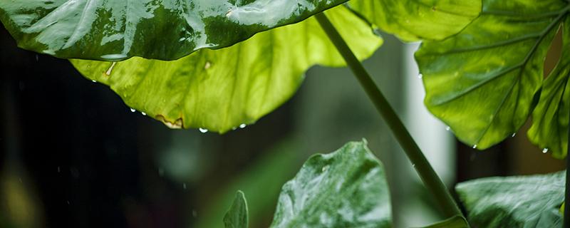 芋头梗的功效与作用（芋头梗的功效与作用地瓜）