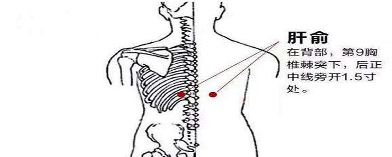 肝俞怎么找最简单 如何找肝俞的准确位置
