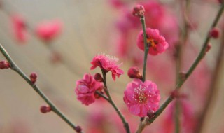 梅花什么季节开 梅花是什么季节开的？