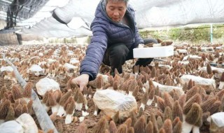 中国有哪些羊肚菌种植基地 中国羊肚菌种植基地有哪些