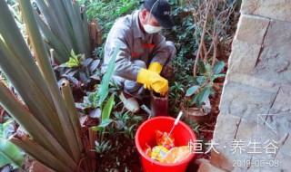 花盆去蝇虫方法 花盆去蝇虫方法是什么