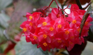 海棠冬季开花吗 花期在什么时候