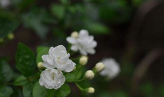 茉莉花的开花时间是什么时候 茉莉花的花期