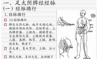 敲打脾经的顺序 经络敲打是一种养生的方法