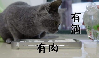 猫喝酒会怎么样 酒精对猫有没有伤害