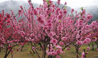 桃花什么时候开 桃花属于什么科