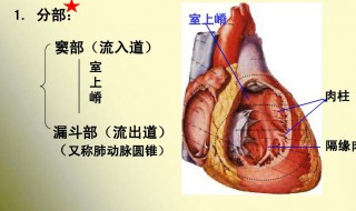 动脉圆锥是什么 什么是动脉圆锥