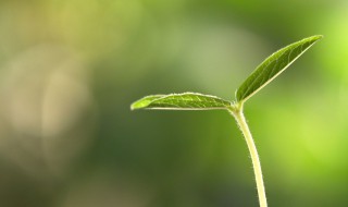 植物的导管和筛管的区别, 植物的导管和筛管的区别是什么