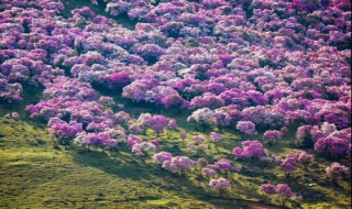 什么杜鹃花适合在北方种植 进来看看