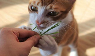 猫草怎么喂 喂猫草方法