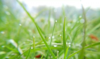 天街小雨润如酥草色遥看近却无的意思是什么 这句诗描写了什么情景