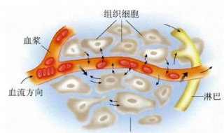 什么是体液 体液简单介绍