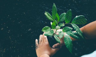 植物为什么是绿色 植物是绿色的原因