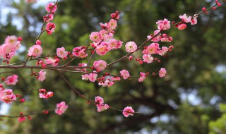 梅花代表什么象征意义 梅花的介绍