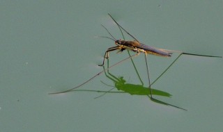 在水面上行走的虫子叫什么 在水面上行走的虫子