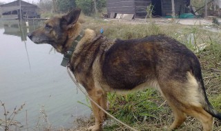 昆明犬草黄纯种特征 昆明犬草黄怎么看纯不纯