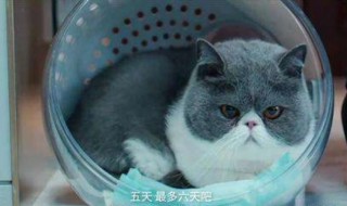 囧妈猫是什么品种 囧妈里的猫是什么猫呢