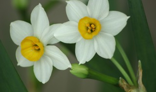 水仙花养殖方法 如何养护水仙花呢