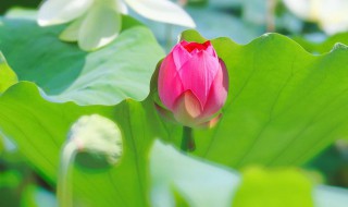 莲叶何田田一诗中田田是什么意思 莲叶何田田古诗介绍