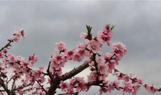 又是一年芳草绿依然十里杏花红是什么意思 又是一年芳草绿扩展资料介绍