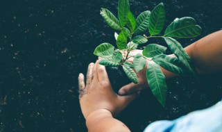 植物传播种子的方法仿写 有关植物传播种子的方法介绍