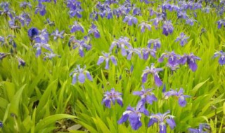 水生鸢尾种植季节 水生鸢尾什么时间种植