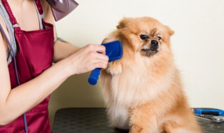 博美犬怀孕期间吃什么食物好（博美犬产后吃什么食物）