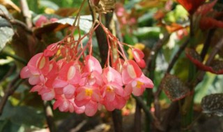 竹节花卉有哪些 竹节类花卉