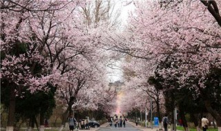 武汉大学的樱花什么时候开 武汉大学的樱花什么时候开始