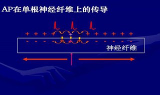 动作电位的产生为什么呈全或无现象 这与动作电位产生的全或无现象是否矛盾