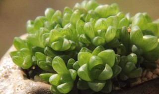 草玉露的养殖方法 草玉露的养殖方法和技术