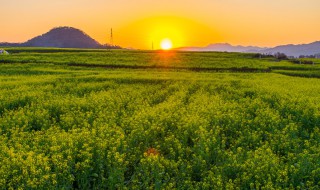 夕阳穿树补花红赏析（夕阳穿树补花红翻译）