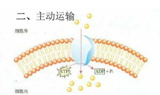 如何判断主动运输和跨膜运输 了解一下