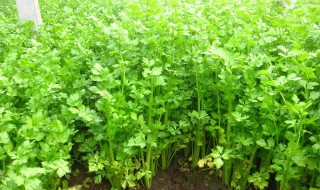 芹菜营养价值（芹菜营养价值手抄报）