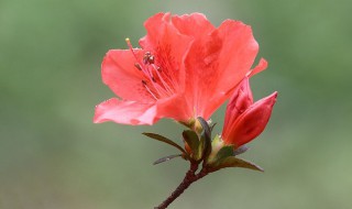 杜鹃花怕太阳晒吗 杜鹃花怕太阳晒吗怎么办