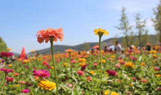 太阳花好养还是百日草好养 太阳花好养还是百日草好养些