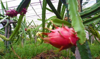 阳台火龙果的种植方法 阳台火龙果的种植方法视频