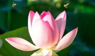 莲花如何正确养护 莲花如何正确养护视频