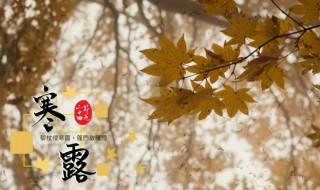 寒露是什么意思是什么 寒露什么意思寒露