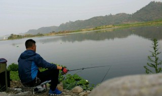 野钓鲤鱼用什么打窝（秋季野钓鲤鱼用什么打窝）