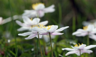 如何解决银莲花黄叶（金银莲花叶子变黄咋办）