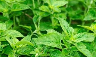 薄荷分株繁殖方法 薄荷分株繁殖方法图解
