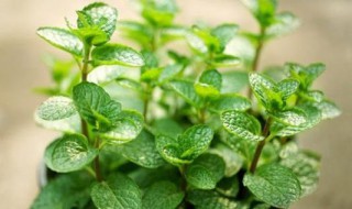 薄荷的播种方法是什么 薄荷的播种方法是什么意思
